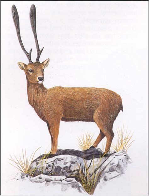 Art Illustration Prehistoric Mammals Candiacervus Is An Extinct