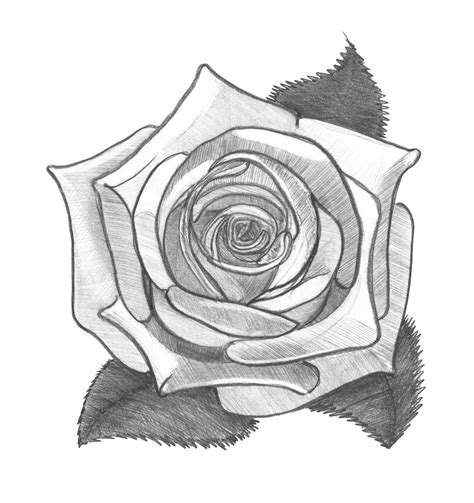 Pencil Drawings Rose Flower Drawing Images Download Challenge Your