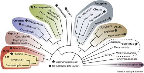 The New Tree Of Eukaryotes Trends In Ecology And Evolution