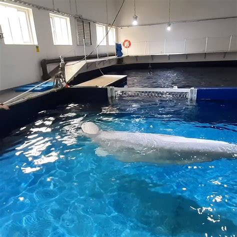 Sea Life Trust Beluga Whale Sanctuary Gating