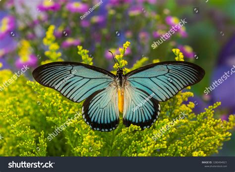 African Giant Blue Swallowtail Butterfly Papilio Stock Photo