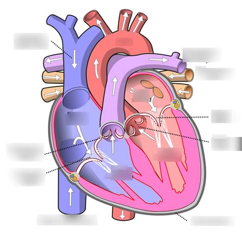 Heart Diagram Diagram Quizlet
