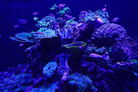 Bioluminescence 9 Incredible Glowing Sea Creatures Travel Blog