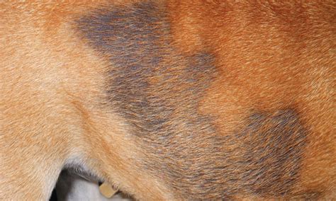 New Insight To Canine Flank Alopecia Clinician S Brief
