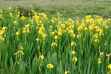 Marginal Plant Iris Pseudacorus Yellow Flag Iris MF Aquatics