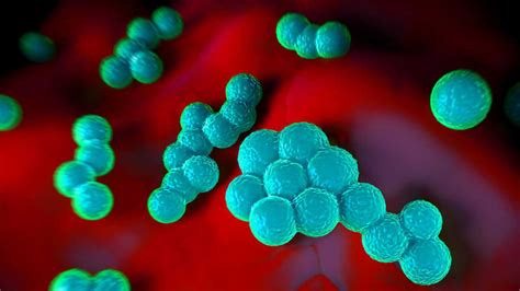 Las Bacterias De Una Infección Proliferan De Forma Organizada