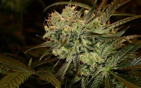 Tips For Growing White Rhino Cannabis Leafly