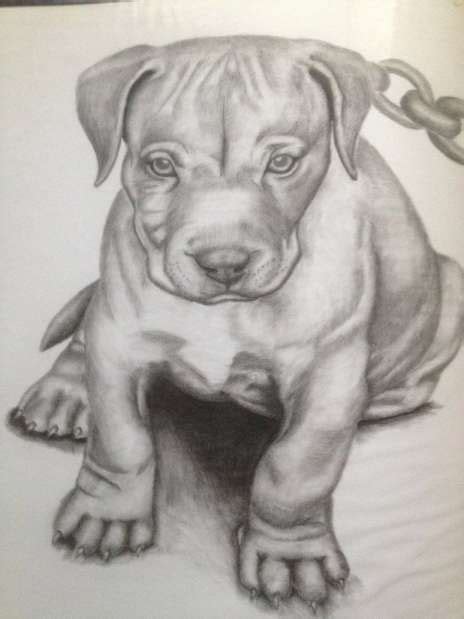 10 Cool Drawings Of Pitbulls Puppy Sketch Pitbull Drawing Puppy