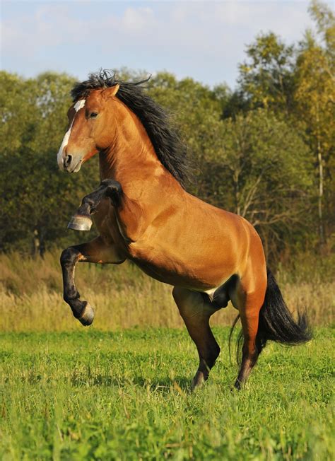 Mustang Horse Breed Guide Horseclicks