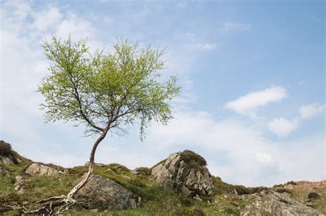 Green Tree On Mountain Under White Clouds And Blue Skies · Free Stock Photo