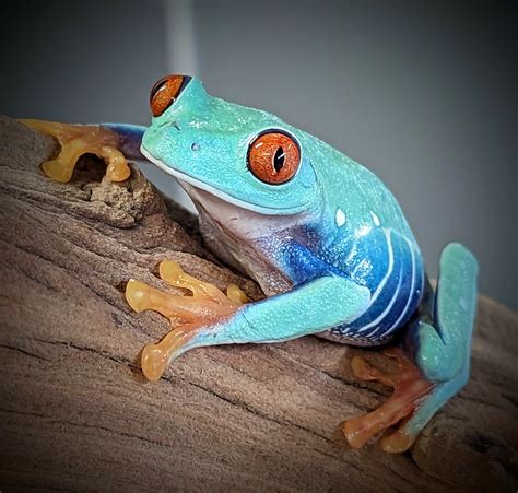 Usa Captive Bred Red Eyed Tree Frogs Agalychnis Callidryas Gecko Daddy
