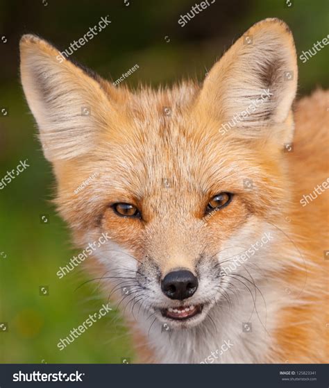 Red Fox Face Shot Close Up Stock Photo 125823341 Shutterstock
