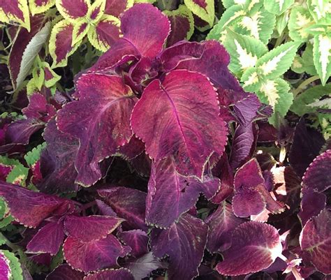 Coleus Purple How To Grow Coleus Plant Plants Leaf Coloring Growing