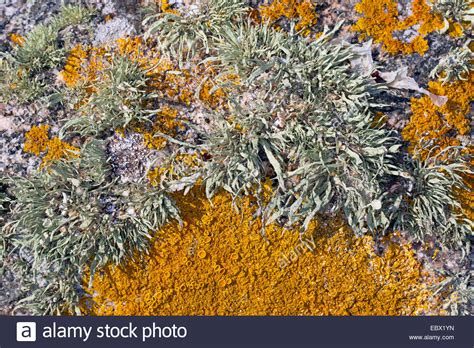 Sea Ivory Ramalina Siliquosa Hi Res Stock Photography And Images Alamy