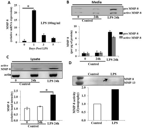 Lps Induces Expression Of Active Mmp 8 In Thp 1 Cells Differentiated