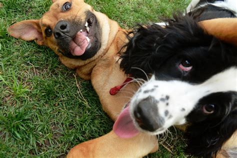 Desde 2004, el 21 de julio se conmemora en todo el mundo esta fecha que tiene como protagonista central a nuestro amigo más fiel. ¿Celebrarás el Día mundial del perro?