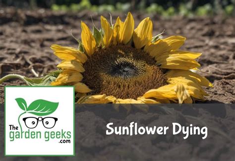 Sunflower Dying How To Revive It
