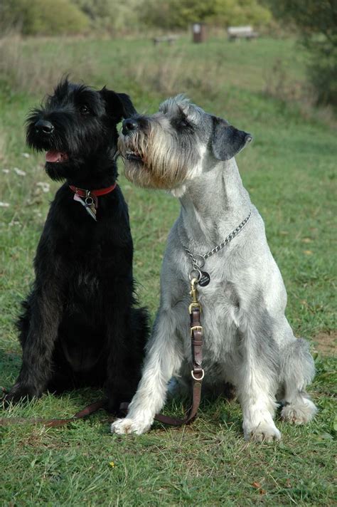 Airedale Terrier And Giant Schnauzer Pets Lovers