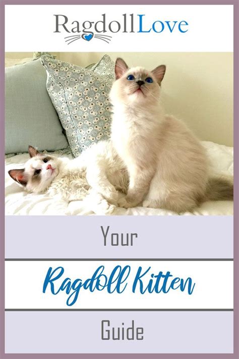 Your Ragdoll Kitten Guide Still Undecided About Adopting A Ragdoll