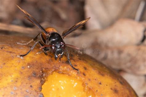 The Death Black And Yellow Wasp With Long Sting Stock Image Image Of