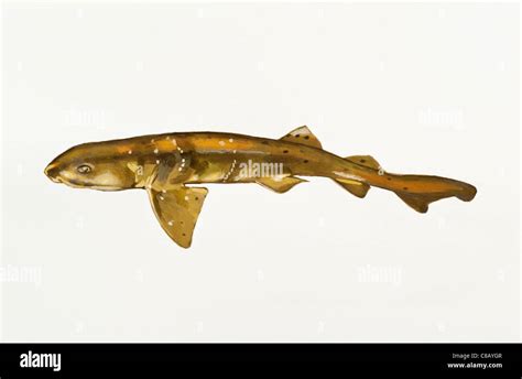 Swell Shark Cephaloscyllium Ventriosum Scyliorhinidae Stock Photo Alamy