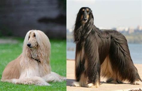 Long Haired Dogs Small Big Medium White Black Breeds List