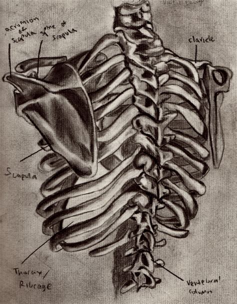 Rib Cage Back View By Thevictor2225 On Deviantart