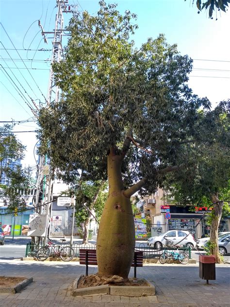 This Tree In Tel Avivs Old North I Like That Greenish Fat Misshapen