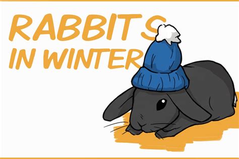 Rabbits In Winter How To Keep Your Rabbit Warm And Prevent Hypothermia