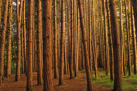 Free Photo Tree Trunks Bunch Forest Jungle Free Download Jooinn