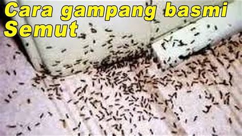 Semut merah kecil di rumah. Cara Menghilangkan Semut Merah Di Rumah - Content