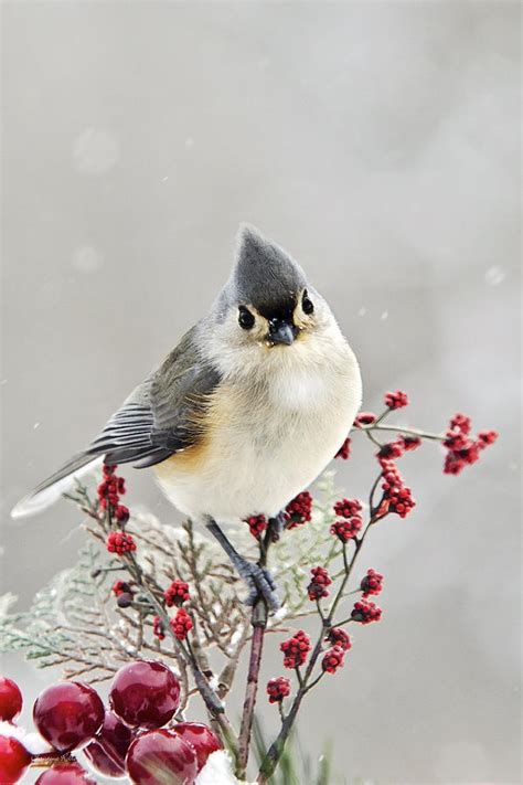 Cute Winter Bird Tufted Titmouse Photograph By Christina Rollo