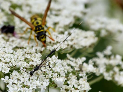 Photos Dinsectes Les Hyménoptères Sous Ordre Des Apocrites