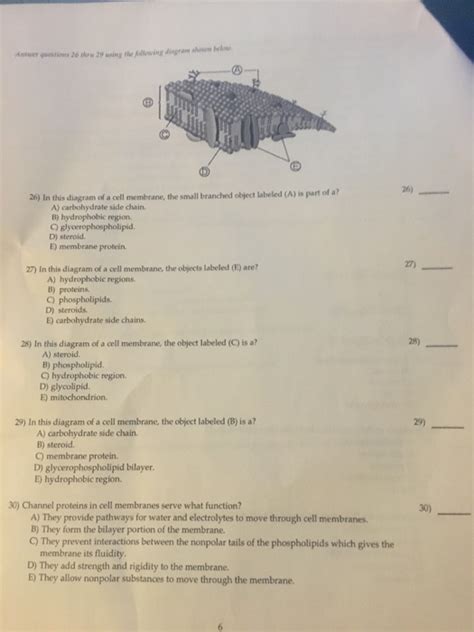 In animals, the cell membrane establishes this separation alone, whereas in yeast, bacteria and plants. Solved: In This Diagram Of A Cell Membrane, The Small Bran ...