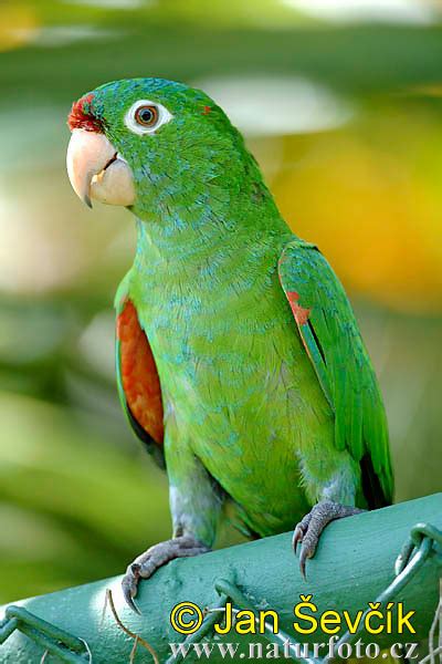Crimson Fronted Parakeet Photos Crimson Fronted Parakeet Images Nature Wildlife Pictures
