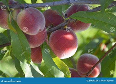 Ripe Peaches On A Tree In The Garden Branch With Peach Harvest Close