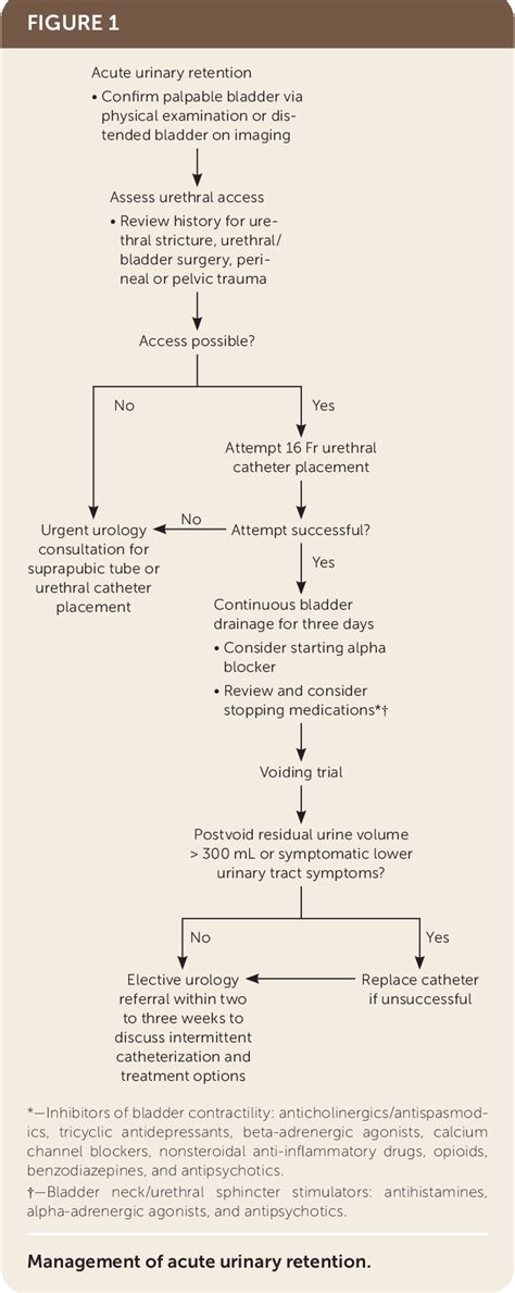 Figure 1 From Urinary Retention In Adults Evaluation And Initial