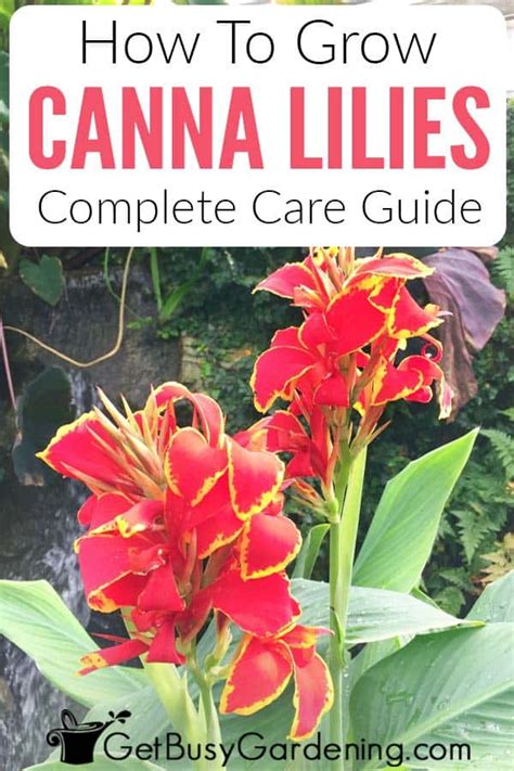 Want To Add Height Texture And Color To Your Garden Canna Lilies Are