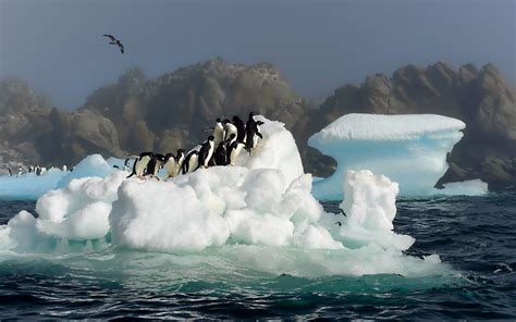 4948x3280 Penguins Birds Animals Hd 4k Antarctica Photography