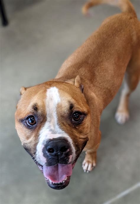 Dog for Adoption - Billy, a Boxer in East Dubuque, IL | Alpha Paw