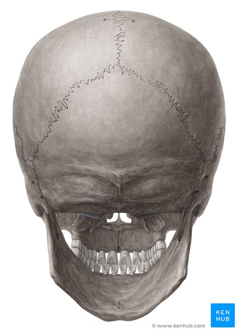 The occipital bone houses the back part of the brain and is one of seven bones that come together to form the skull. Posterior and Lateral views of the Skull - Anatomy | Kenhub