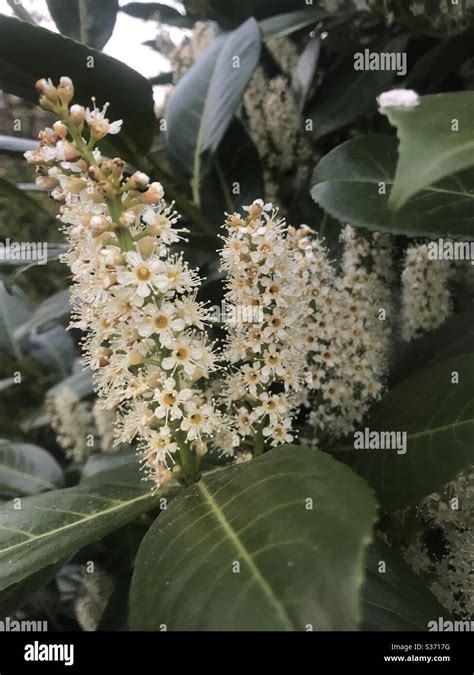 Laurel Plants Hi Res Stock Photography And Images Alamy