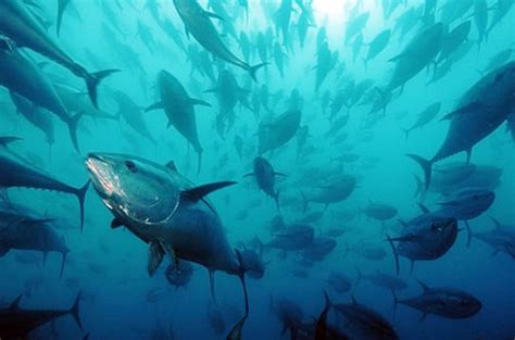 Critically Endangered Species Bluefin Tuna
