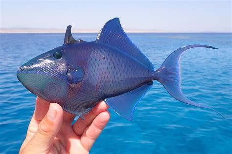 Redtooth Triggerfish Odonus Niger Benacantrell Flickr