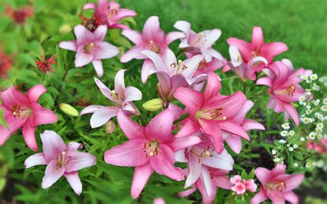 Plants Pink Lily Large Flowers Scientific Name Lilium Hd Wallpapers
