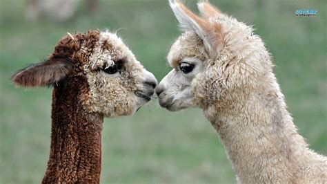 Llama Backgrounds Wallpaper Cave HD Wallpapers Download Free Map Images Wallpaper [wallpaper376.blogspot.com]