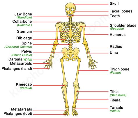 Body Parts Skeleton Diagram Names Sexiz Pix