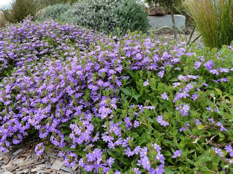 There's many more out there, but … Australian Plants Society NSW - Ground Cover Profiles