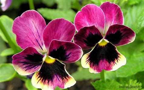 Pansy Flowerpictures Of Flowers
