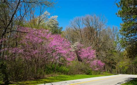 Spring Flowering Trees In Ohio Stock Photo Image Of Grass Trees